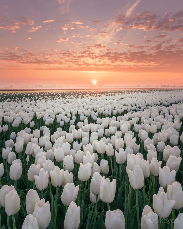 cánh đồng hoa tulip trắng