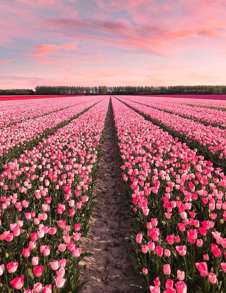 cánh đồng hoa tulip